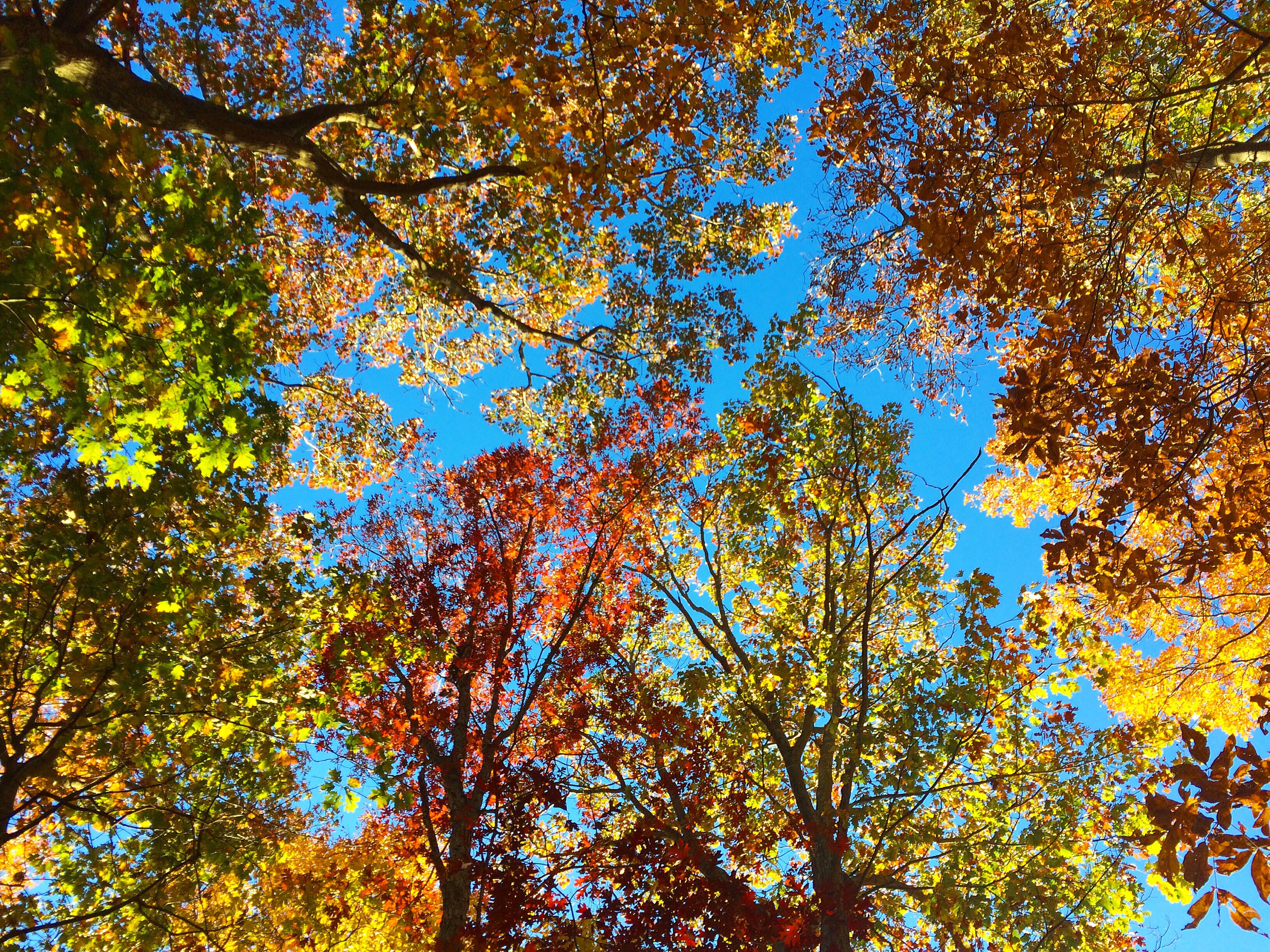 Below The Trees